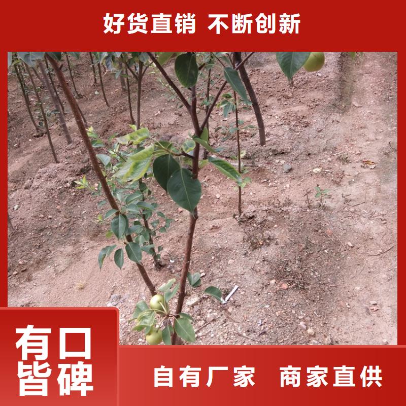 红梨树苗质优价廉