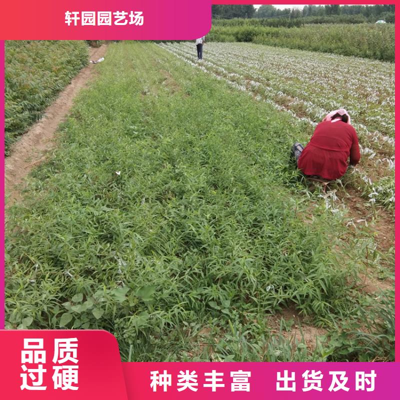 彩虹梨树苗育苗基地