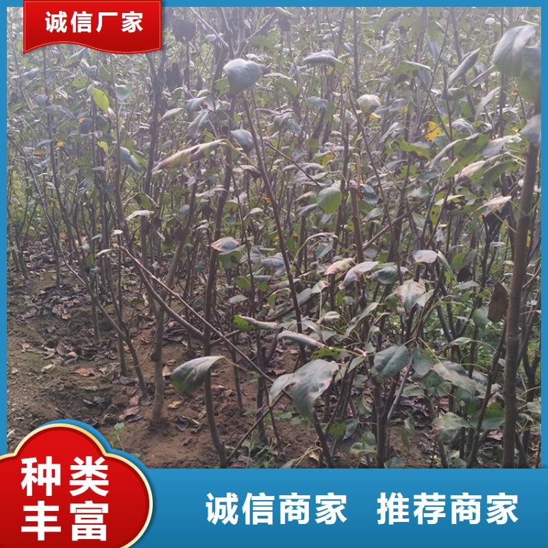 全红梨树苗适合种植地区