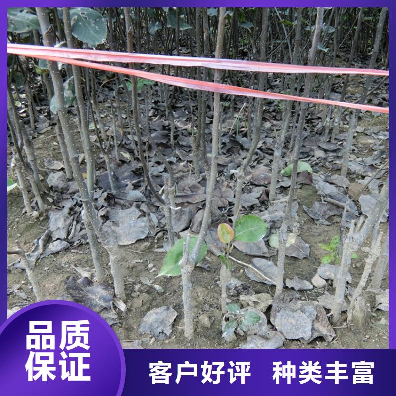 红梨树苗种植管理技术