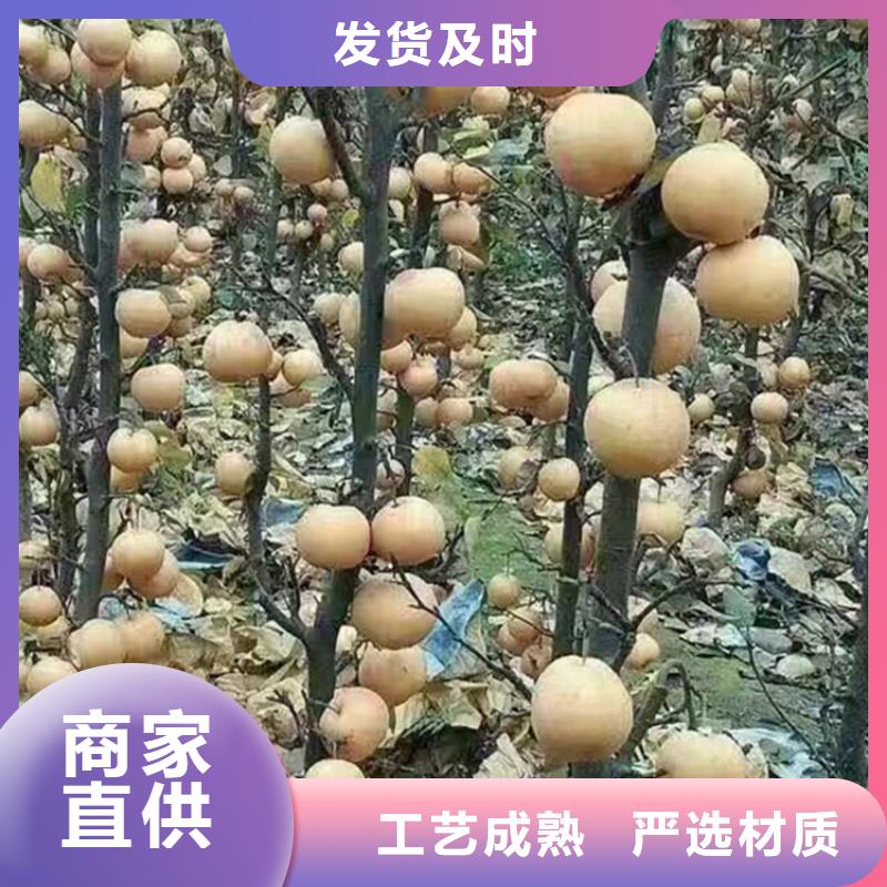 嫁接梨树苗适合种植地区