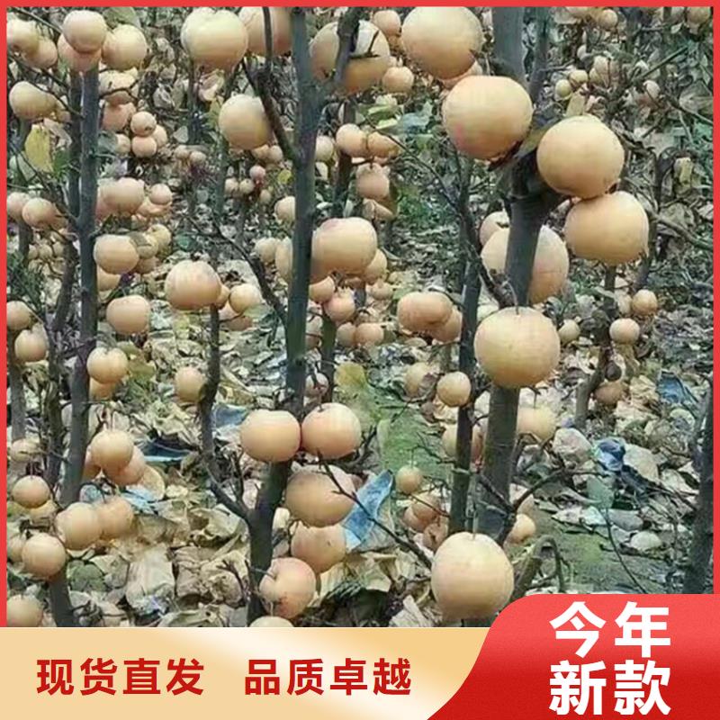 红梨苗适合种植地区