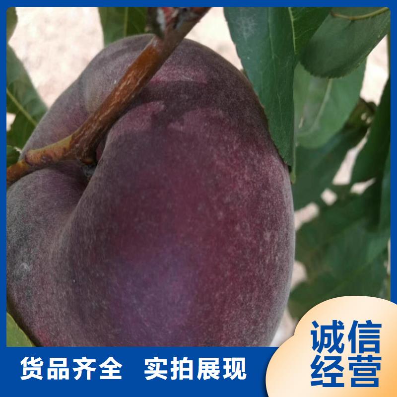 桃板栗苗现货充裕