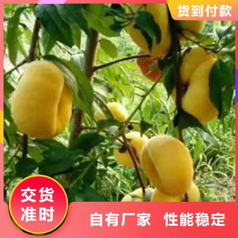 黄桃苗根系发达