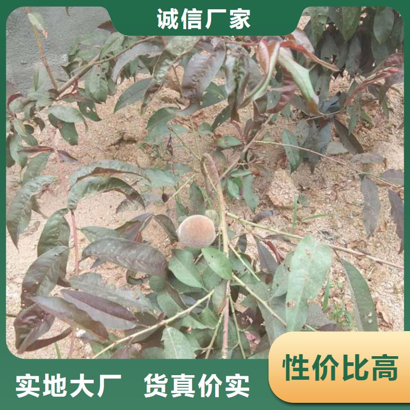 桃苹果苗型号全价格低