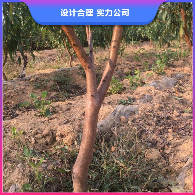 桃苹果苗快速生产