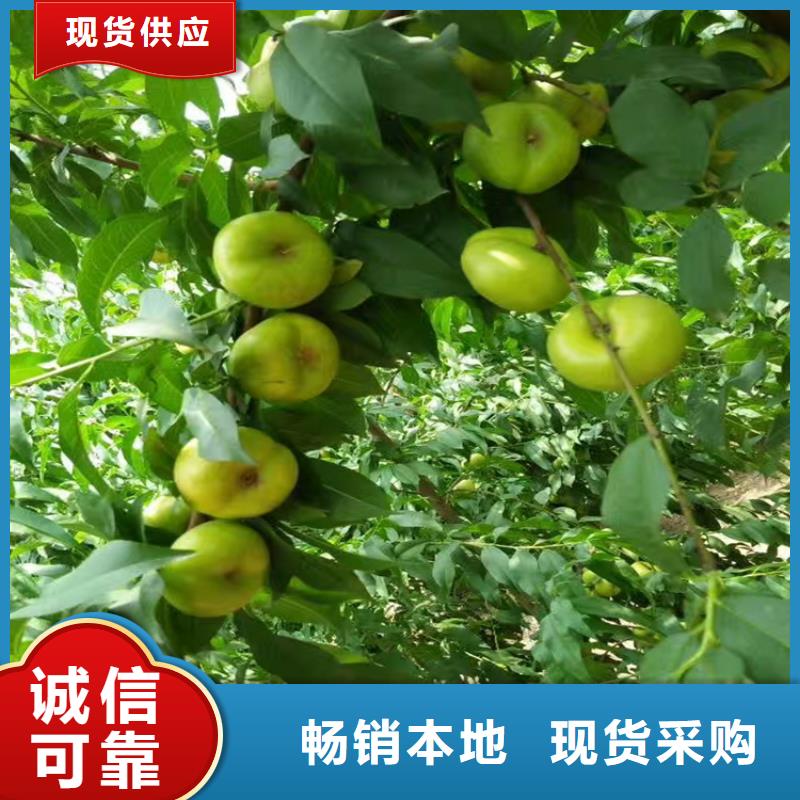 桃板栗苗现货充裕