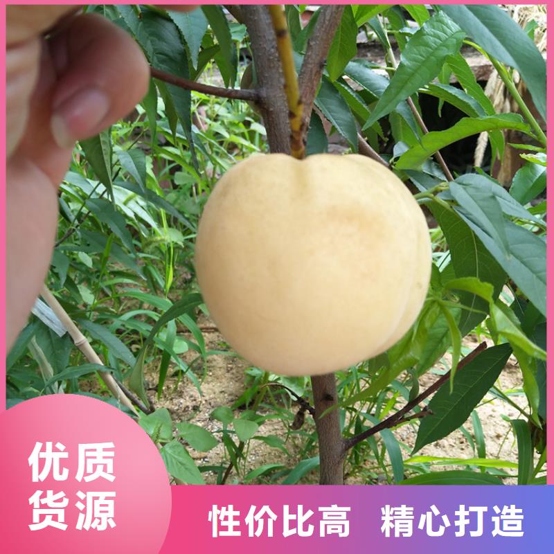 【桃】石榴苗专业供货品质管控