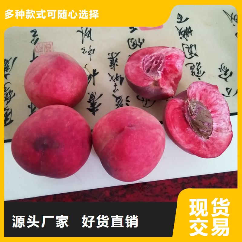 桃苹果苗快速生产