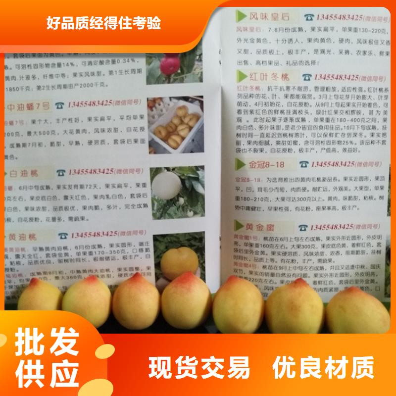 桃苹果苗快速生产