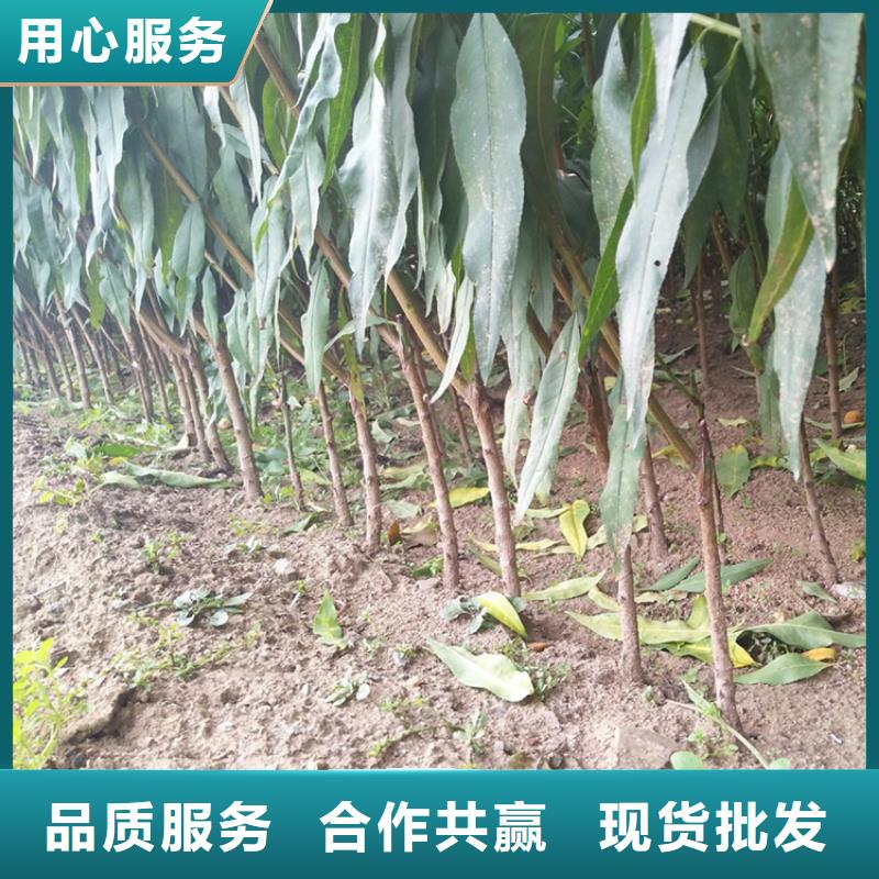 黑桃苗种植管理技术