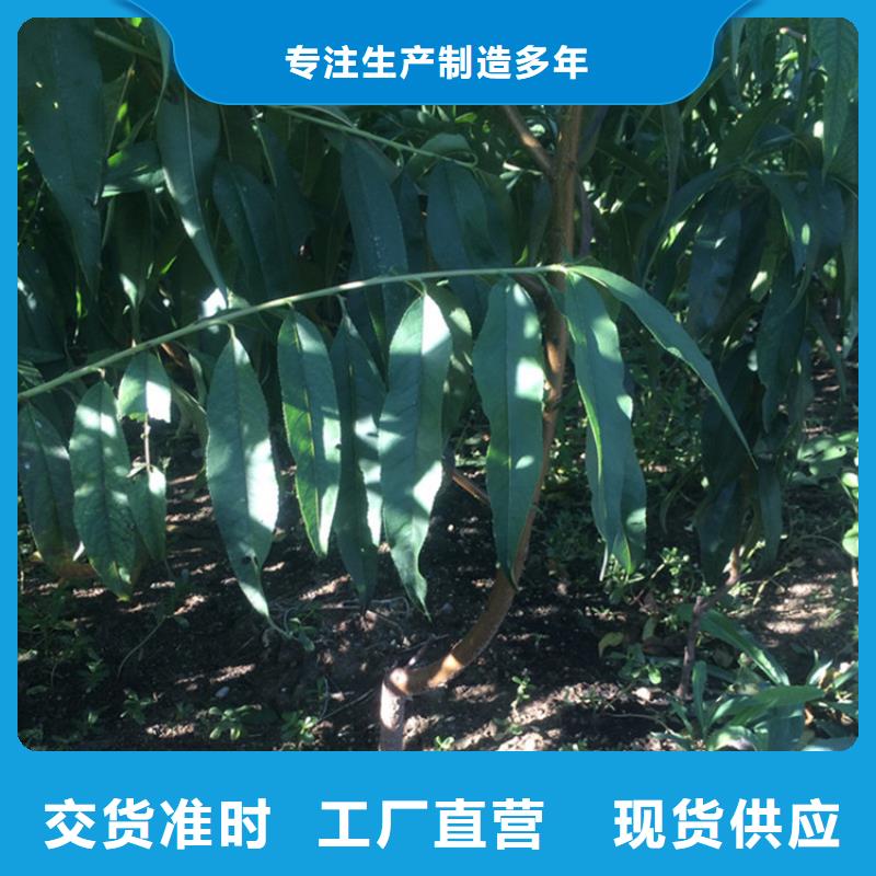 黑桃苗种植管理技术