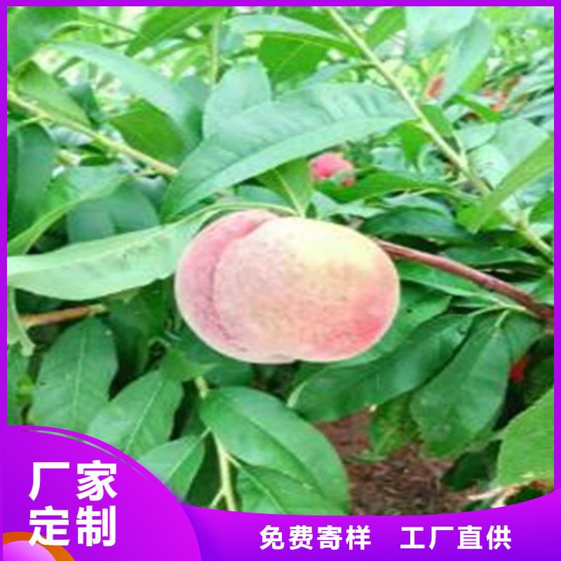 早熟品种桃树苗种植管理技术/轩园园艺场