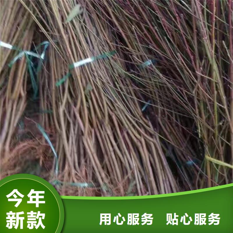 黑桃苗种植管理技术