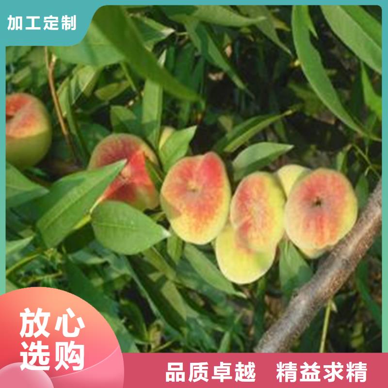 油桃树苗种植管理技术