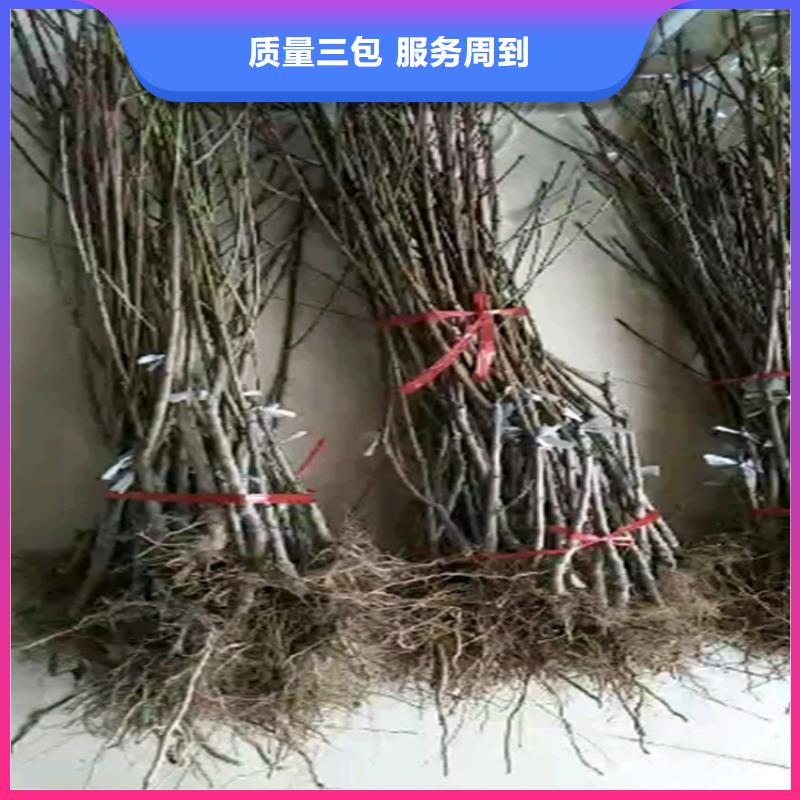 黄金油蟠桃苗种植技术