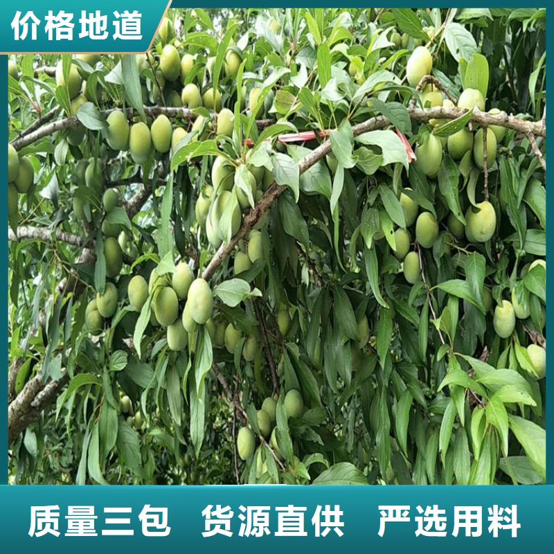 清脆李子树种植基地