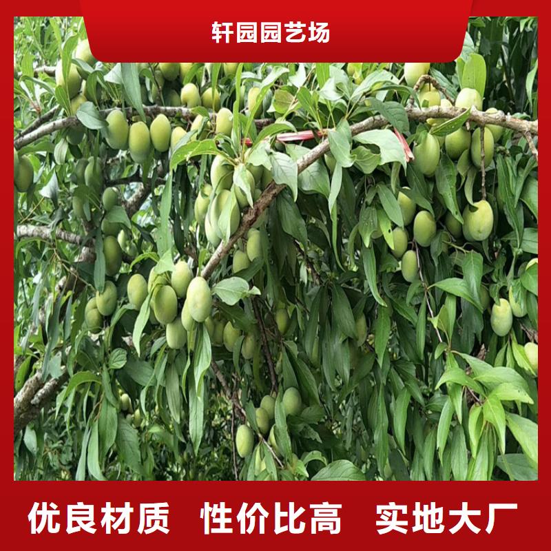 国丰李子苗种植管理技术/轩园园艺场