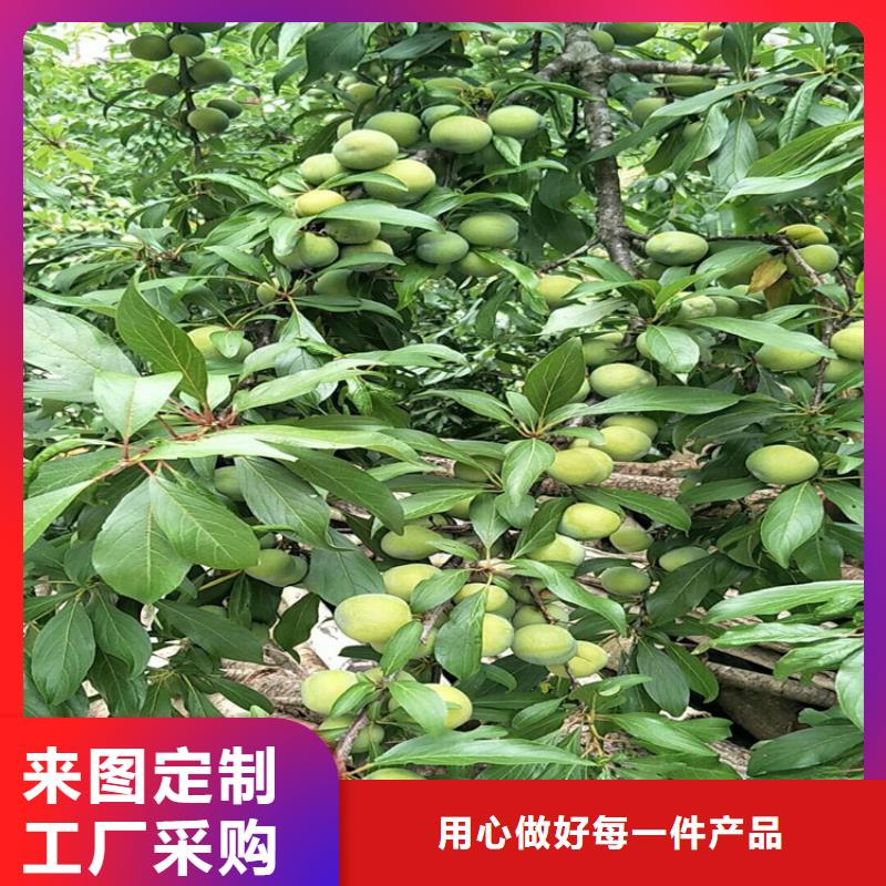 清脆李子树种植基地