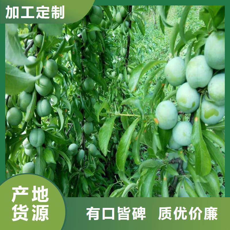 恐龙蛋李子苗种植基地