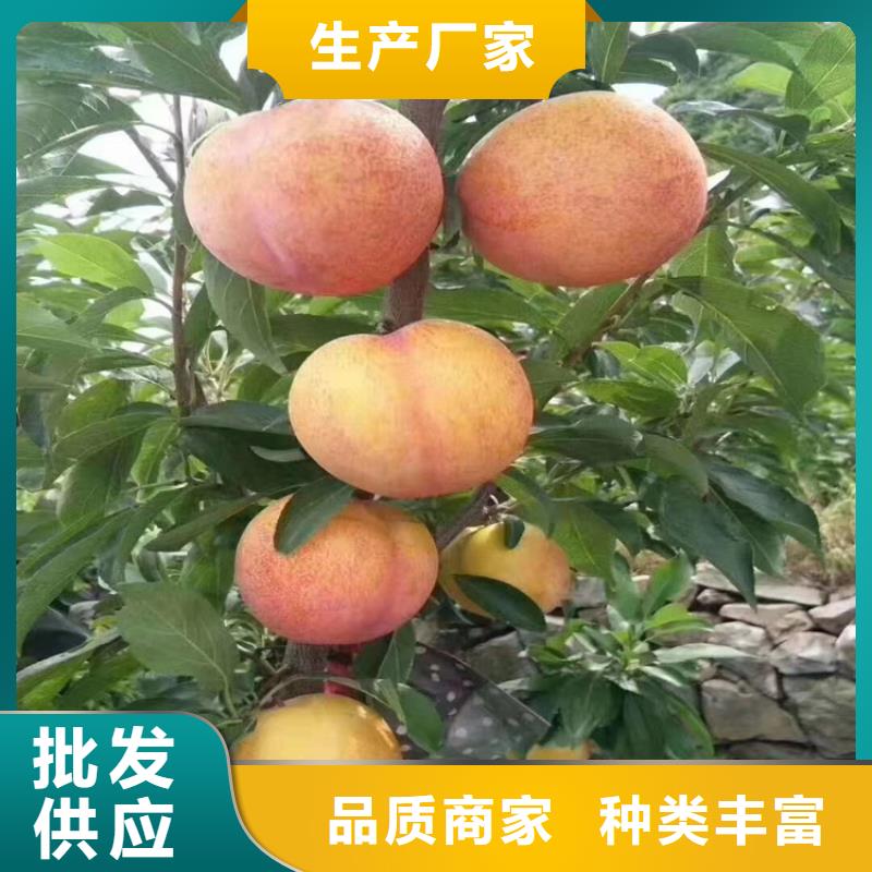 李子树种植管理技术