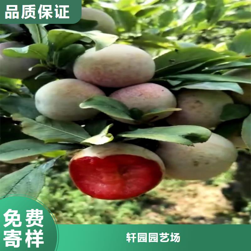 国丰李子苗量大从优