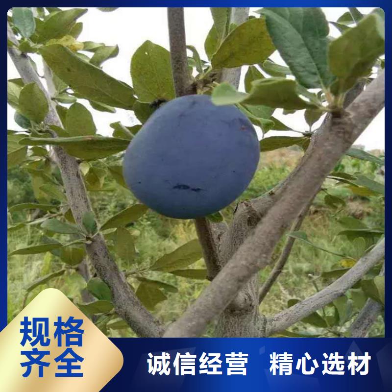 恐龙蛋李子苗种植管理技术