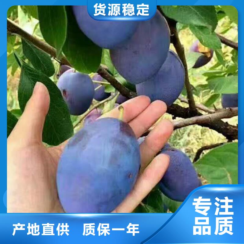 恐龙蛋李子苗种植管理技术