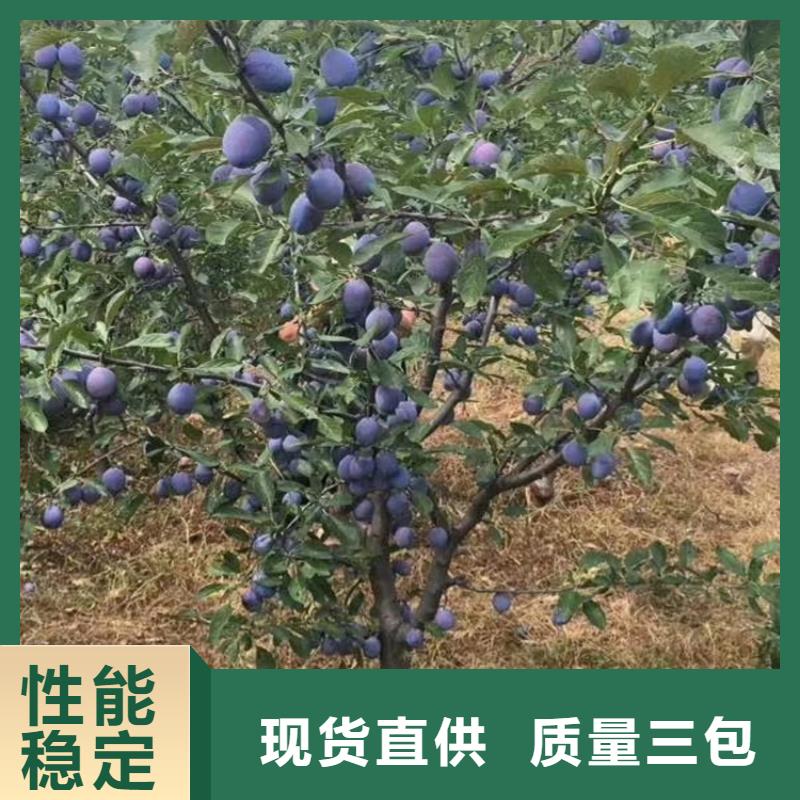 国丰李子苗种植管理技术/轩园园艺场