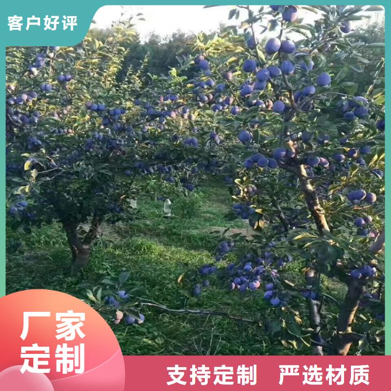 味帝李子苗种植基地