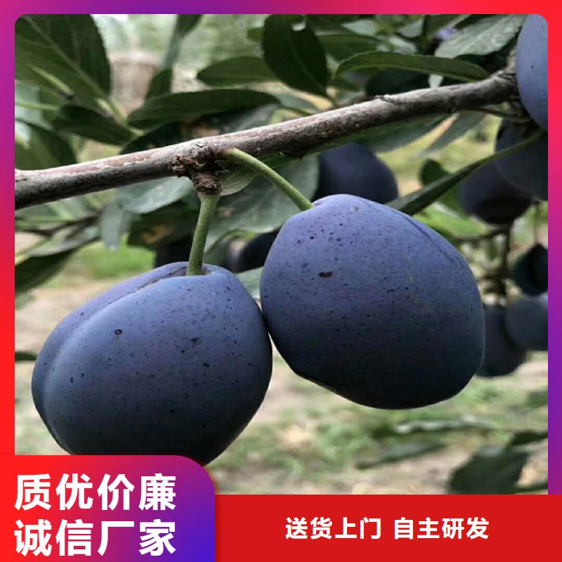 西梅李子苗种植技术