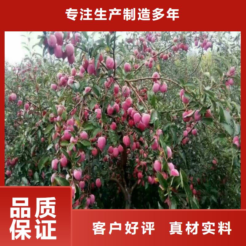 国丰李子苗适合种植地区