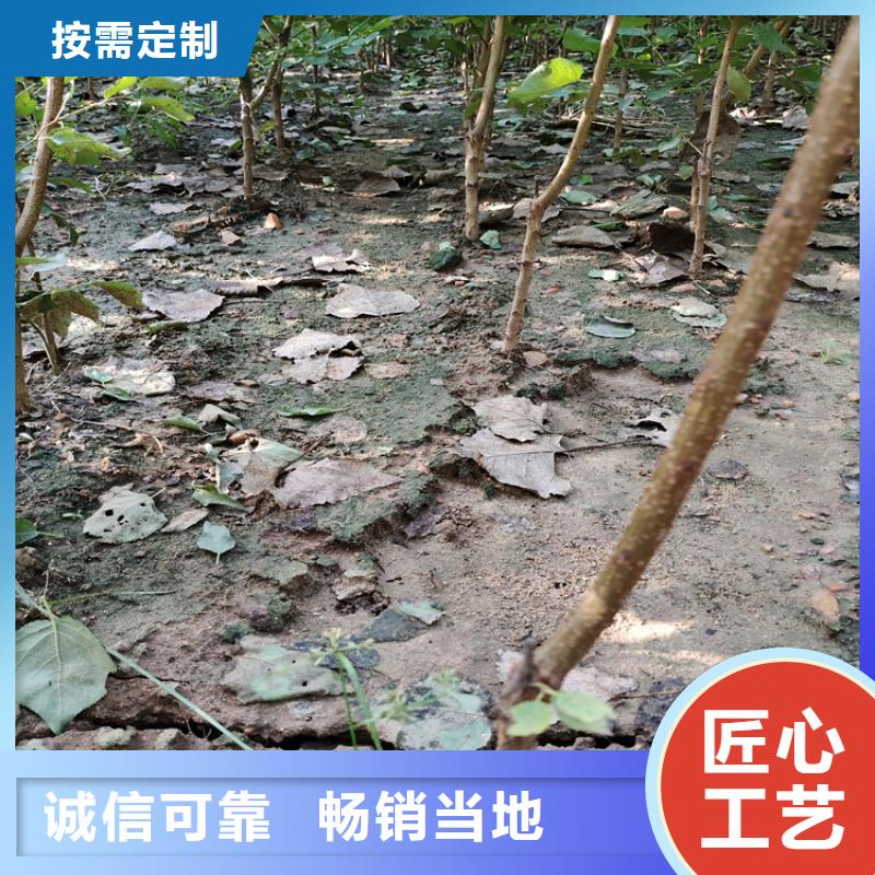 杏李李子苗育苗基地