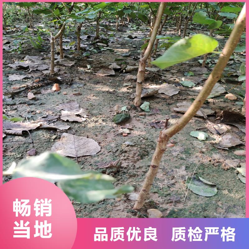 李子苗种植管理技术