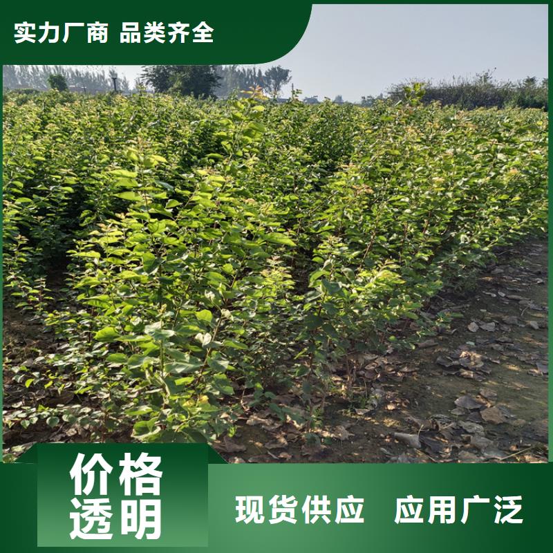 李子石榴树详细参数