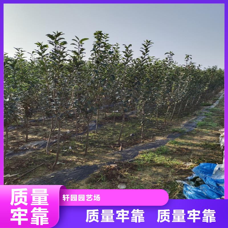 清脆李子树种植基地