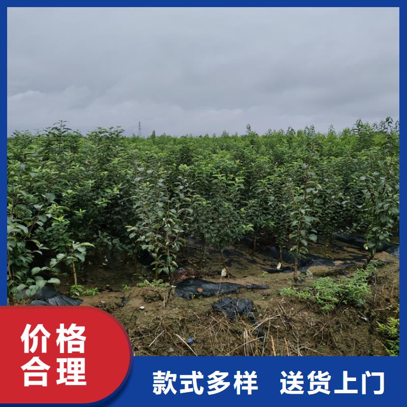 恐龙蛋李子苗种植管理技术