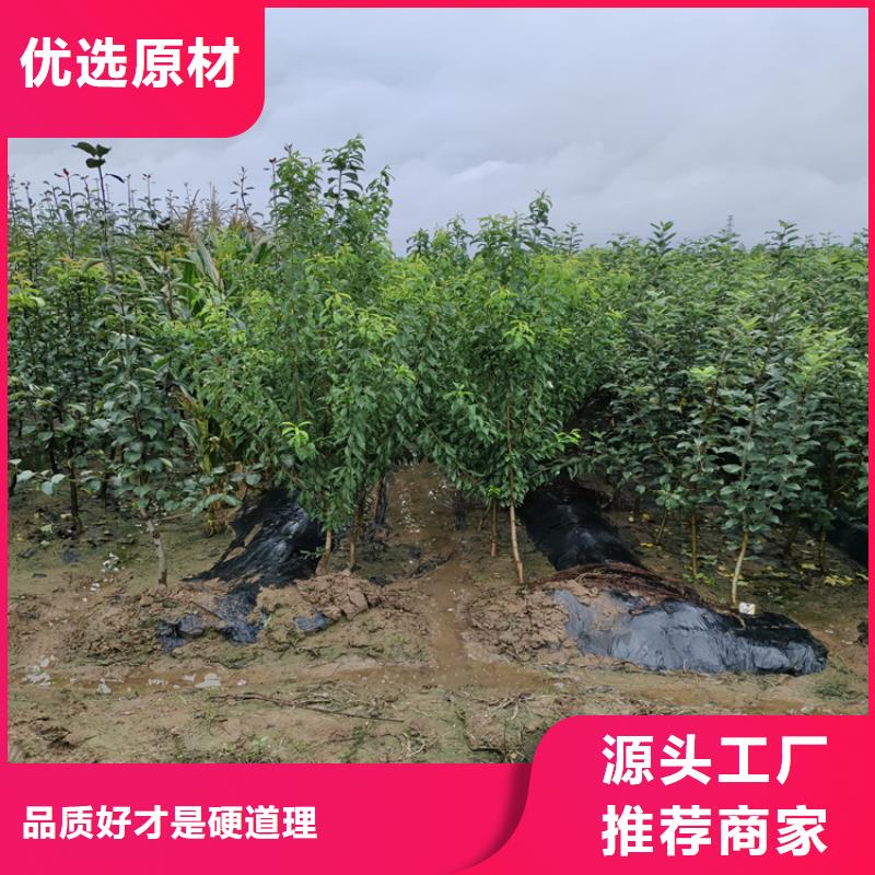 女神李子苗种植管理技术