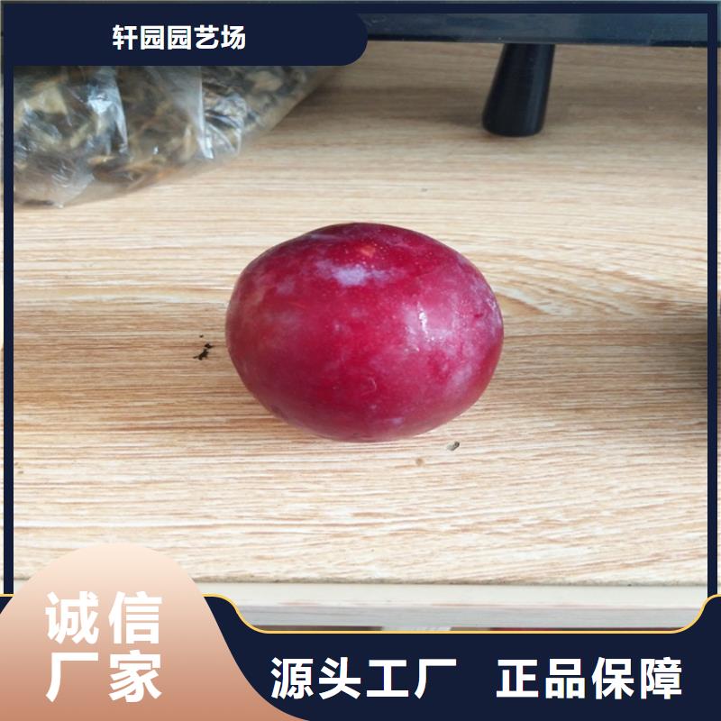 李子苗种植管理技术