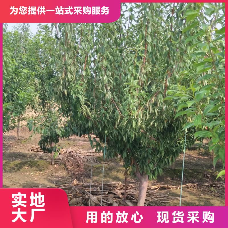 恐龙蛋李子苗种植技术