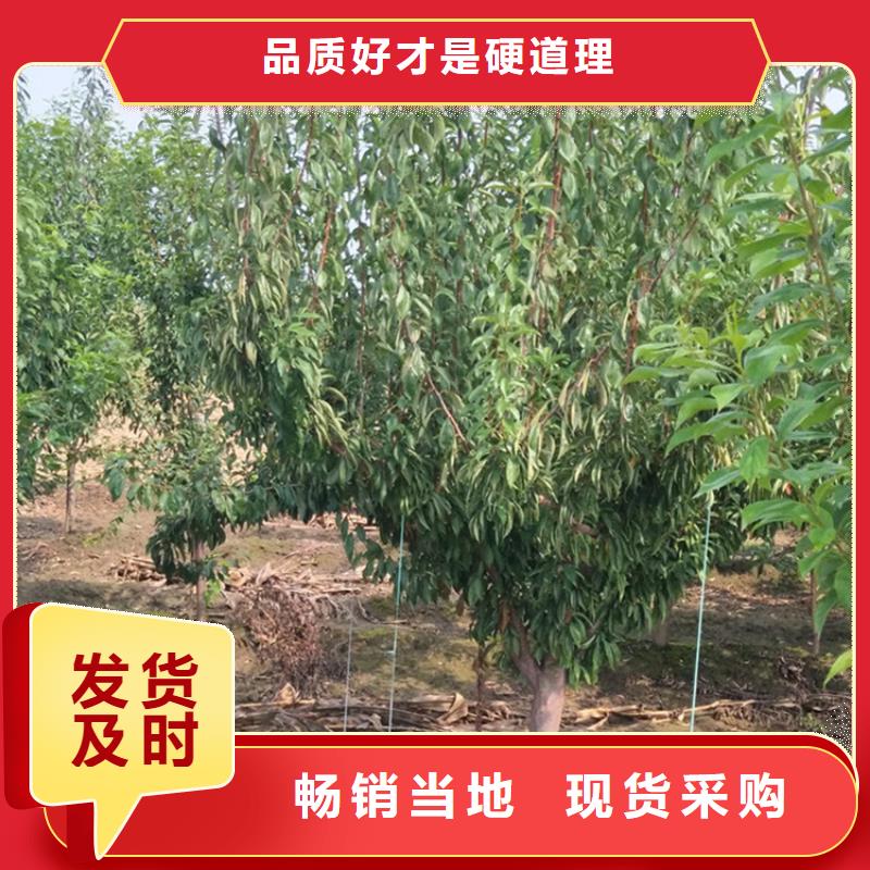 李子_樱桃苗产品细节