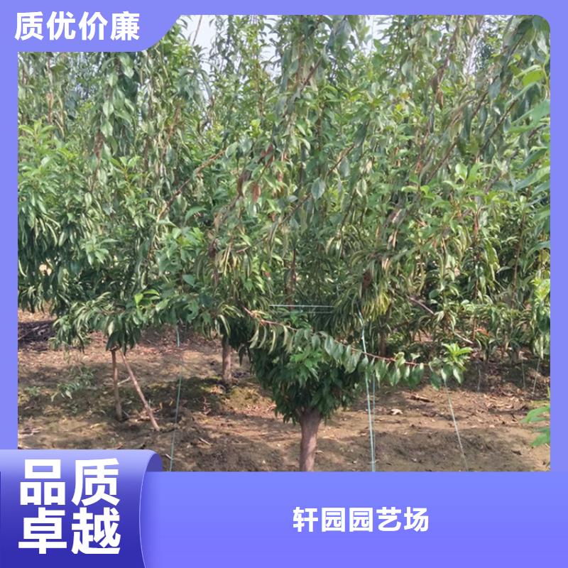 李子树种植管理技术