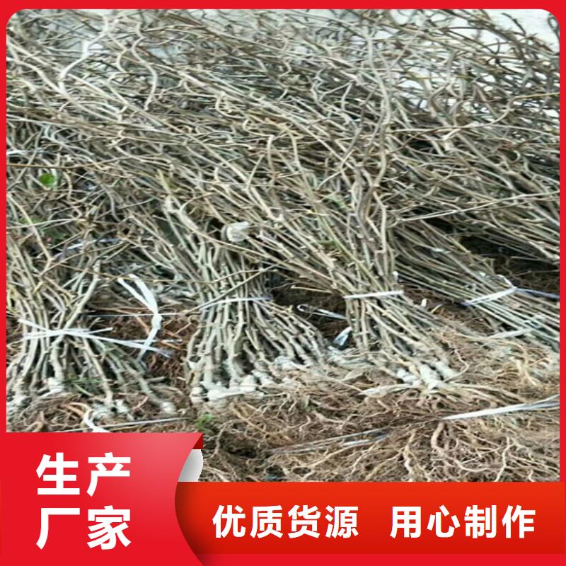 软枣猕猴桃树苗基地