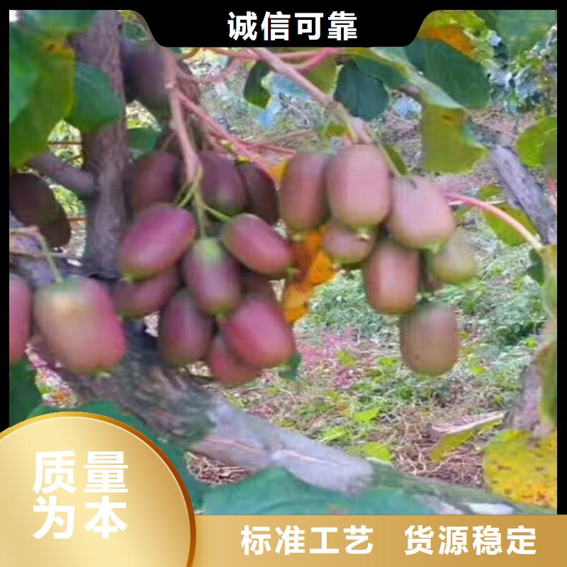 软枣猕猴桃苗批发零售