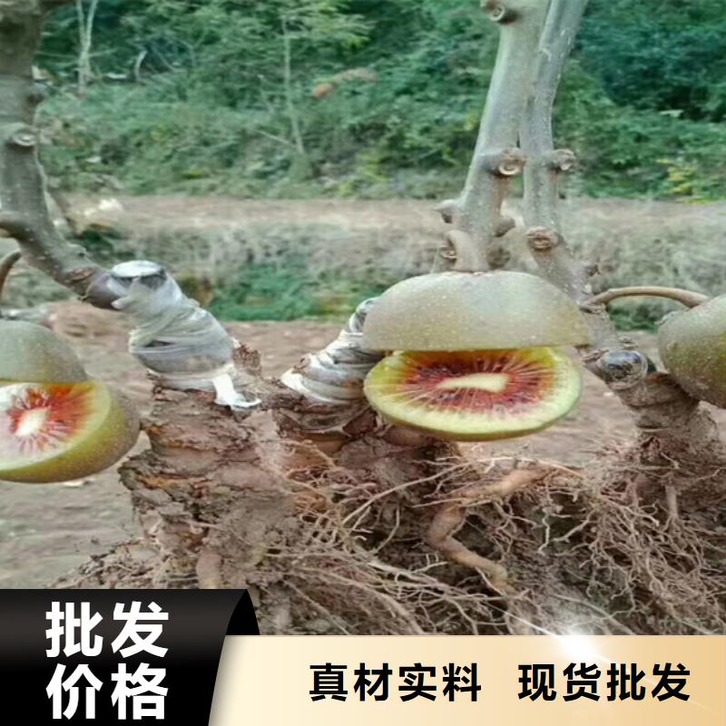 软枣猕猴桃苗适合种植地区