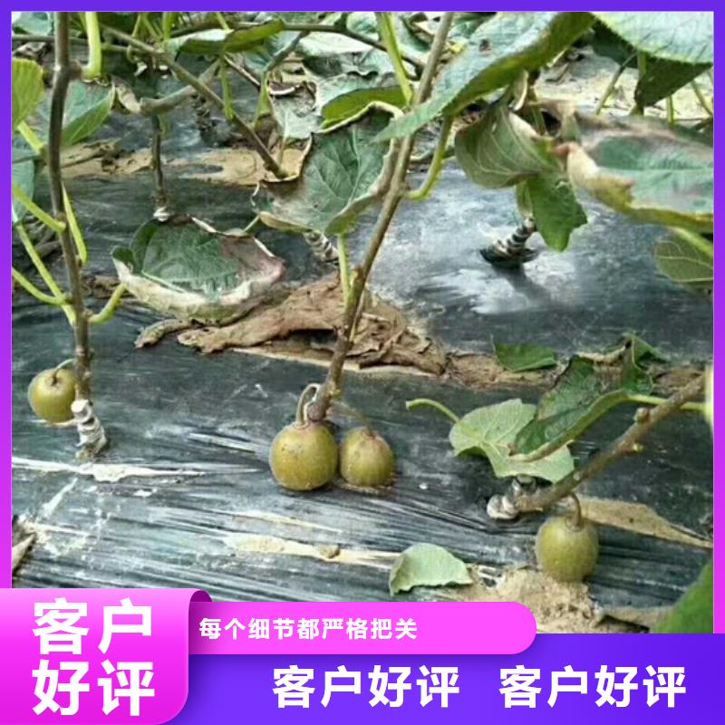 龙城软枣猕猴桃苗规格/轩园园艺场