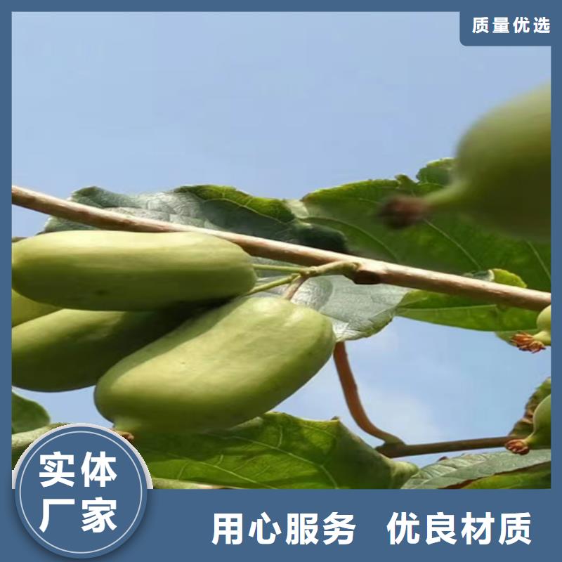 软枣猕猴桃苗种植基地