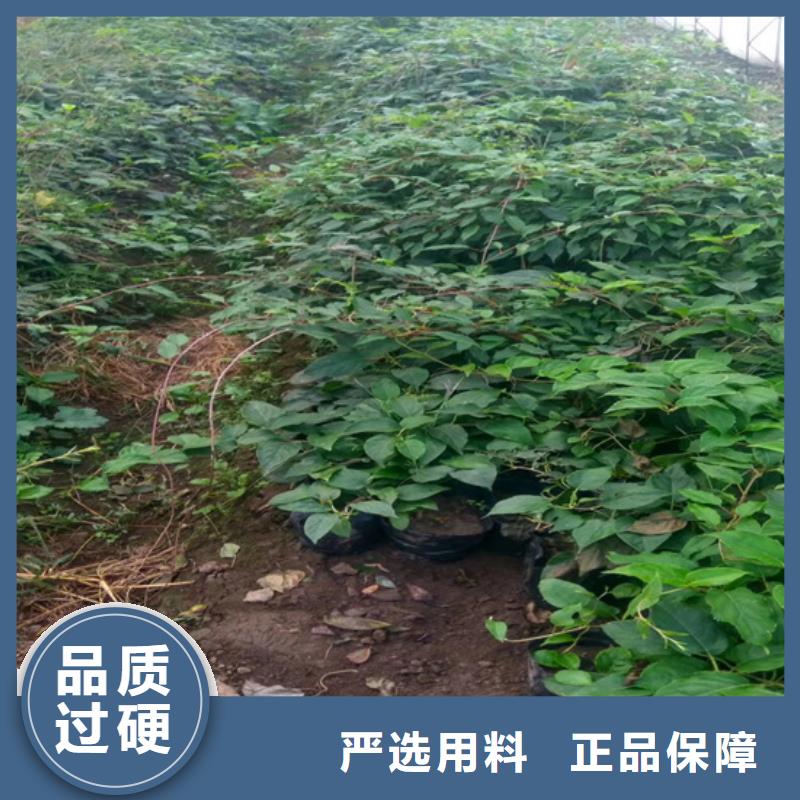 奇异果苗种植管理技术