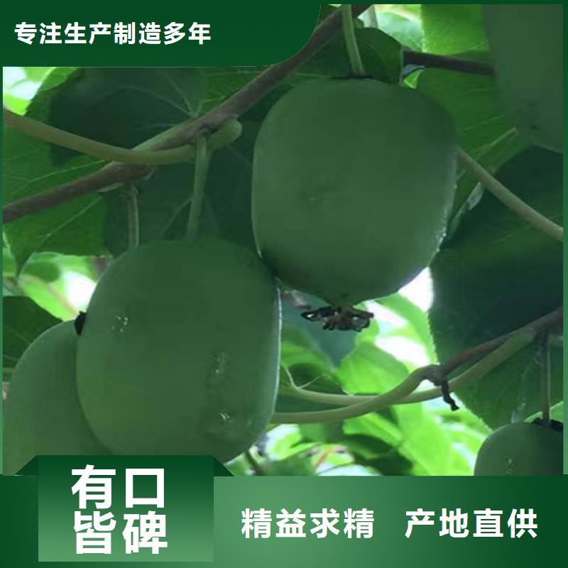 软枣猕猴桃苗根系发达
