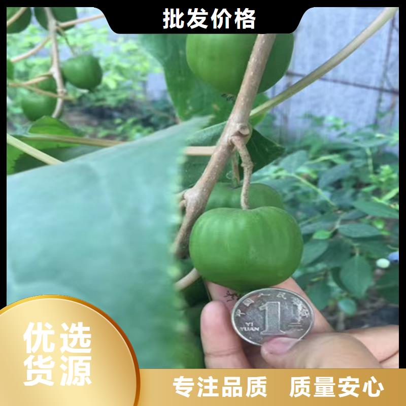 奇异果苗种植管理技术